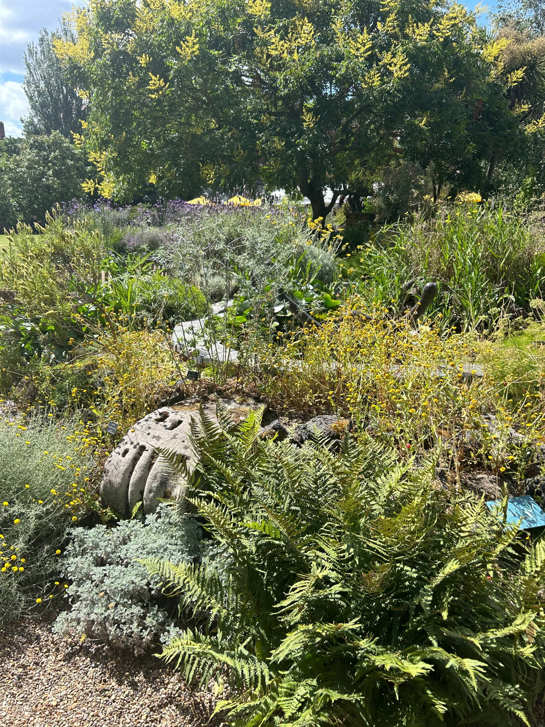 Chelsea Physic Garden – Photo from Chelsea Physic Garden by David L. (13/08/2024)