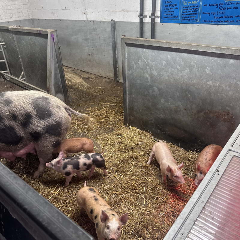 Photo from Hackney City Farm by Daniel&nbsp;S. (20/12/2025)