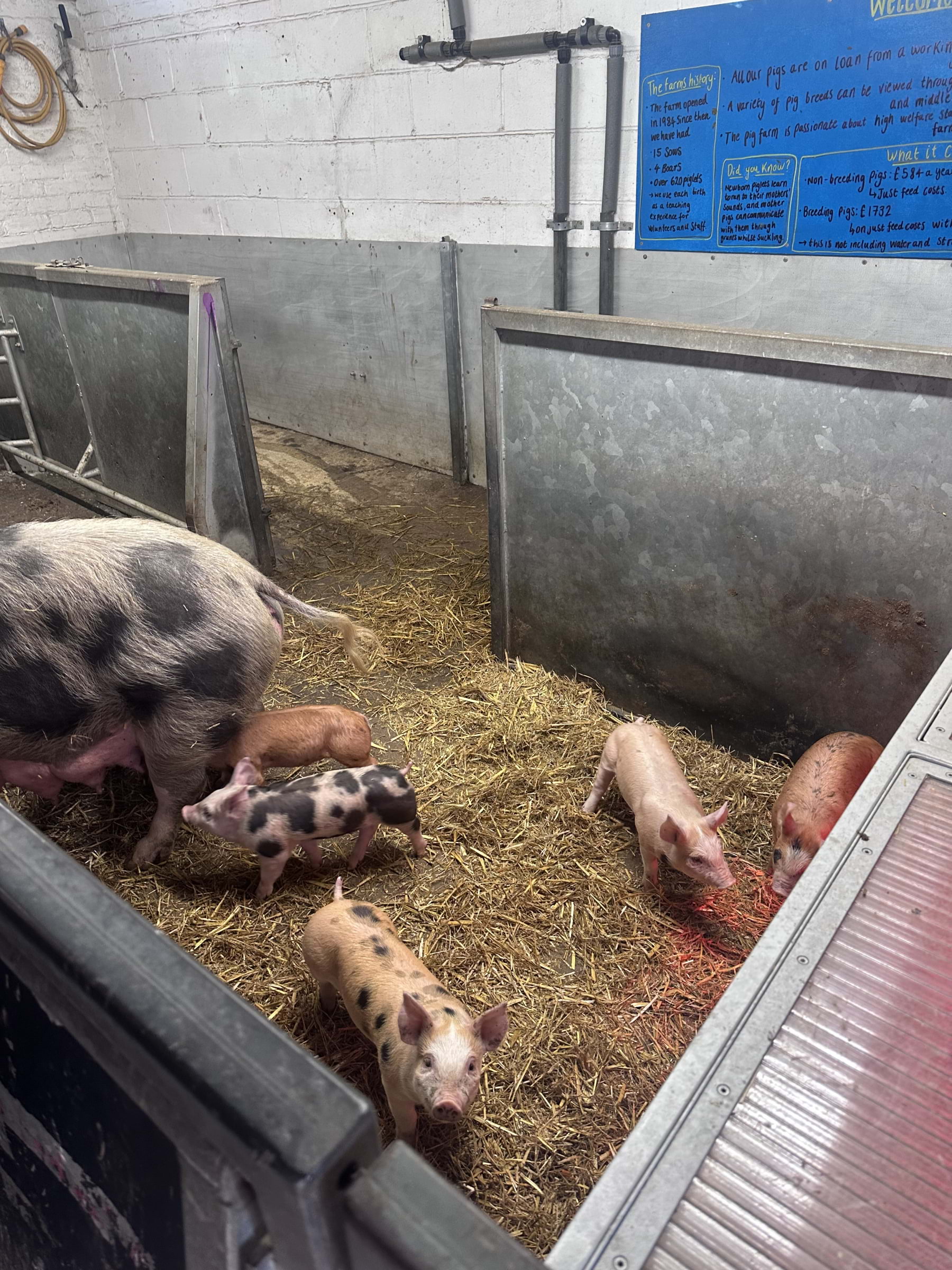 Photo from Hackney City Farm by Daniel S. (20/12/2025)