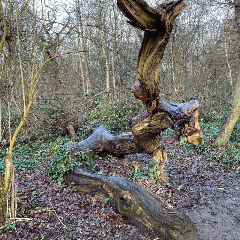Bild från Highgate Wood av Tamsin S. (2024-02-11)