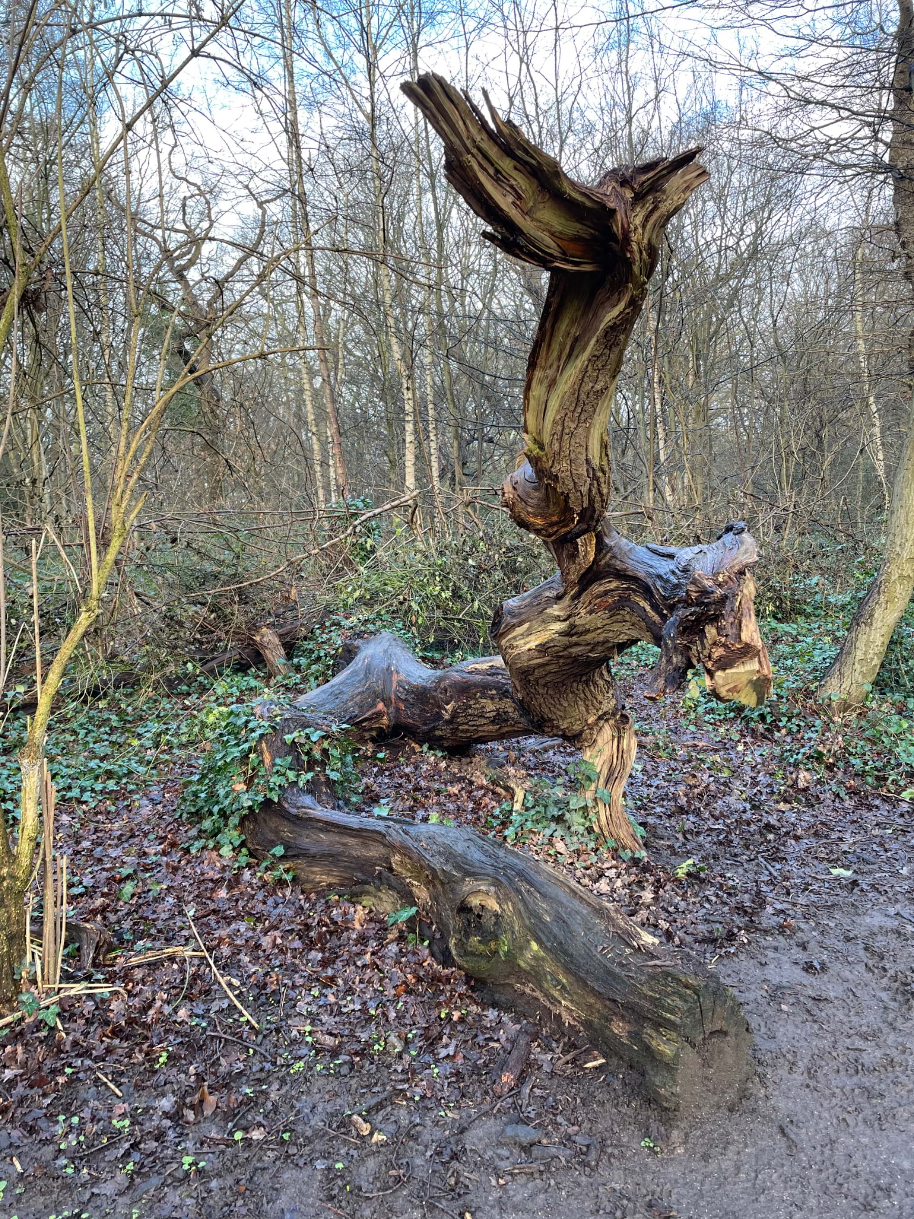 Bild från Highgate Wood av Tamsin S. (2024-02-11)