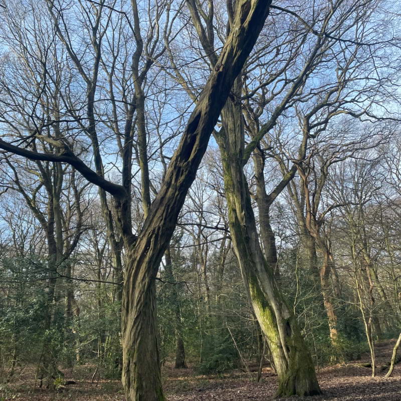 Photo from Highgate Wood by Tamsin S. (28/01/2024)