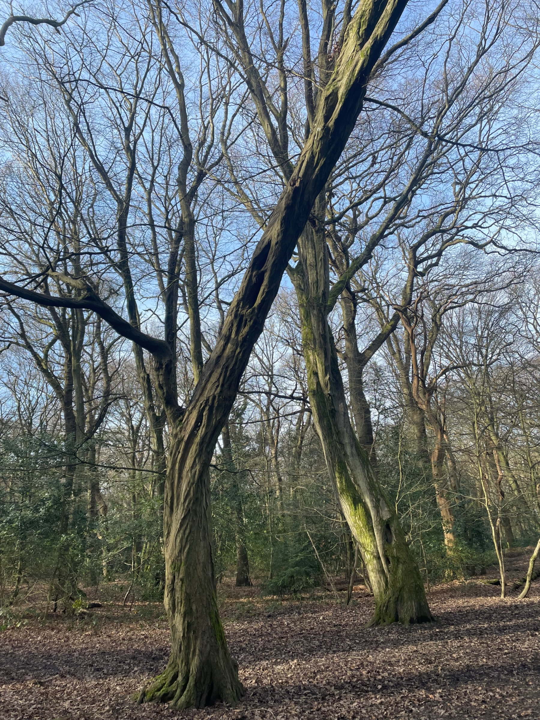 Photo from Highgate Wood by Tamsin S. (28/01/2024)