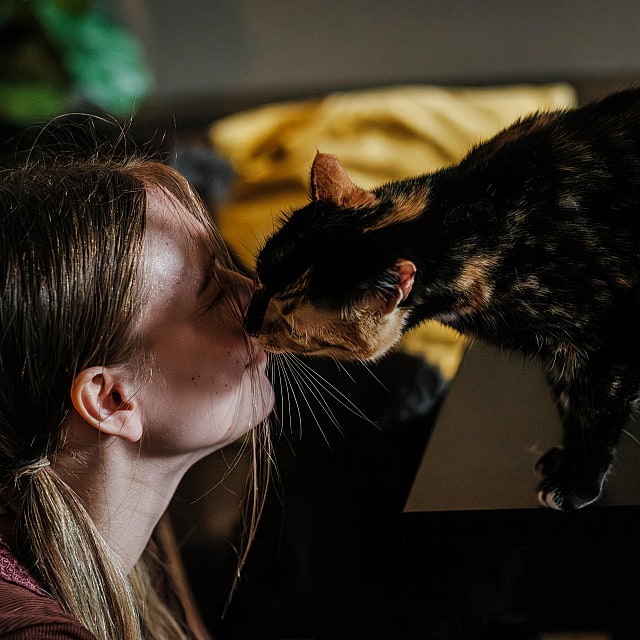 Java Whiskers Cat Café White City