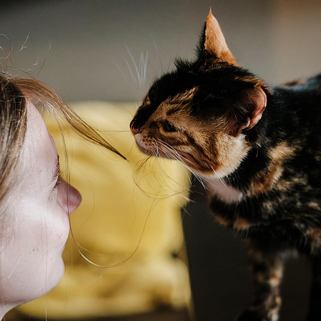 Java Whiskers Cat Café White City