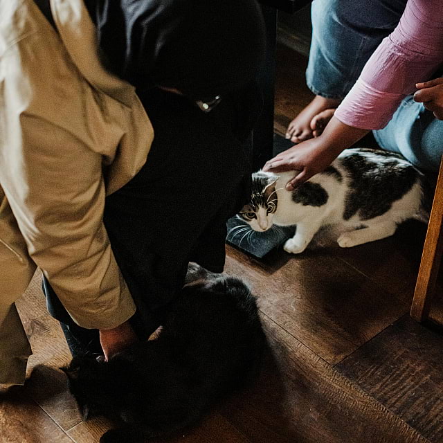 Java Whiskers Cat Café White City