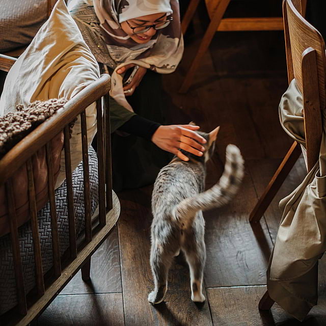 Java Whiskers Cat Café White City