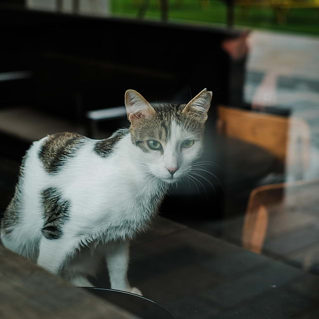 Java Whiskers Cat Café White City