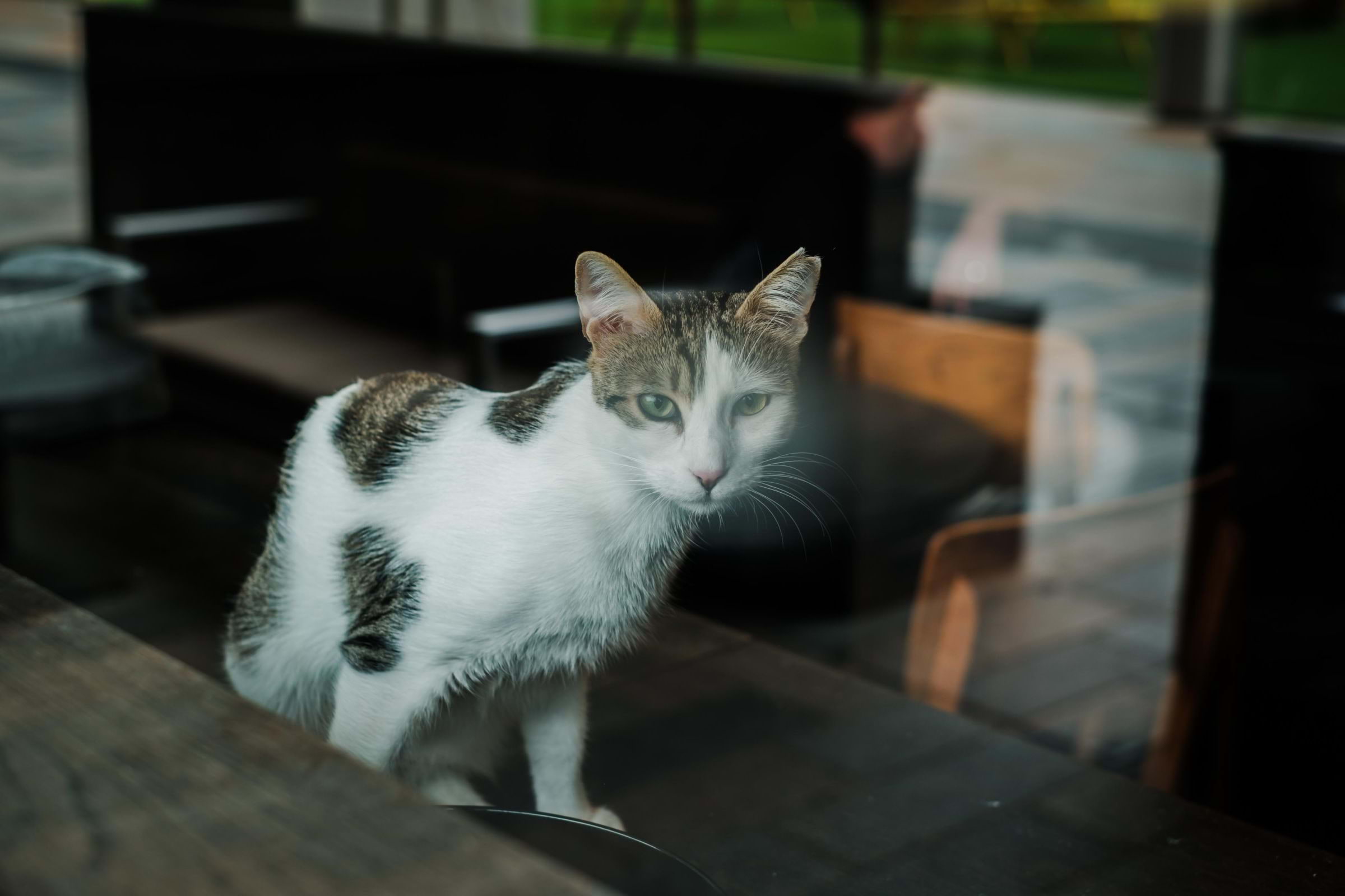 Java Whiskers Cat Café White City – Café – Hammersmith and Fulham, London