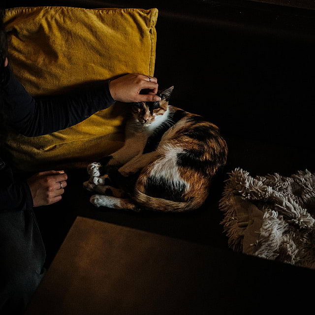 Java Whiskers Cat Café White City
