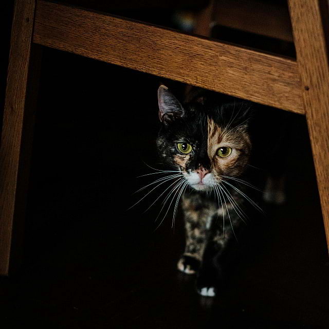 Java Whiskers Cat Café White City