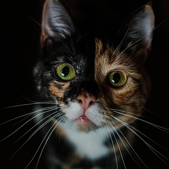 Java Whiskers Cat Café White City