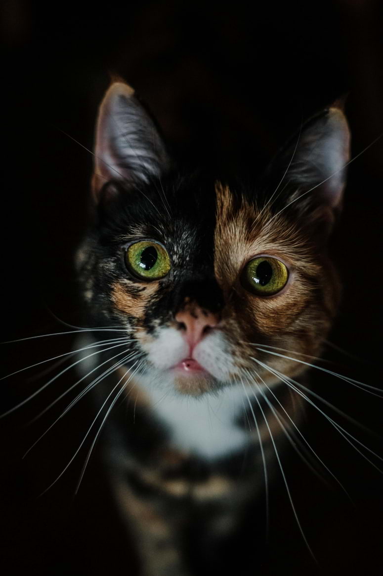 Java Whiskers Cat Café White City – Café – Hammersmith and Fulham, London