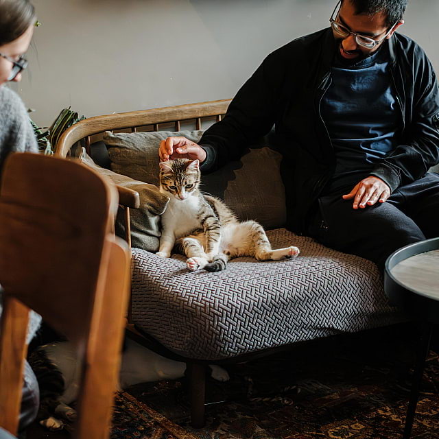 Java Whiskers Cat Café White City