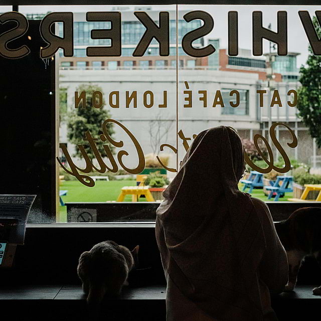 Java Whiskers Cat Café White City