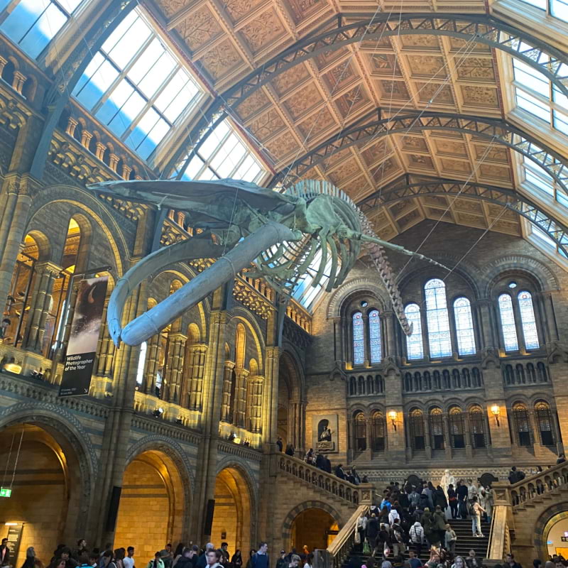 Photo from Natural History Museum by Daniel S. (30/10/2023)