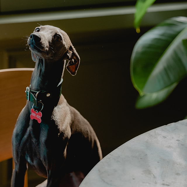 The Italian Greyhound