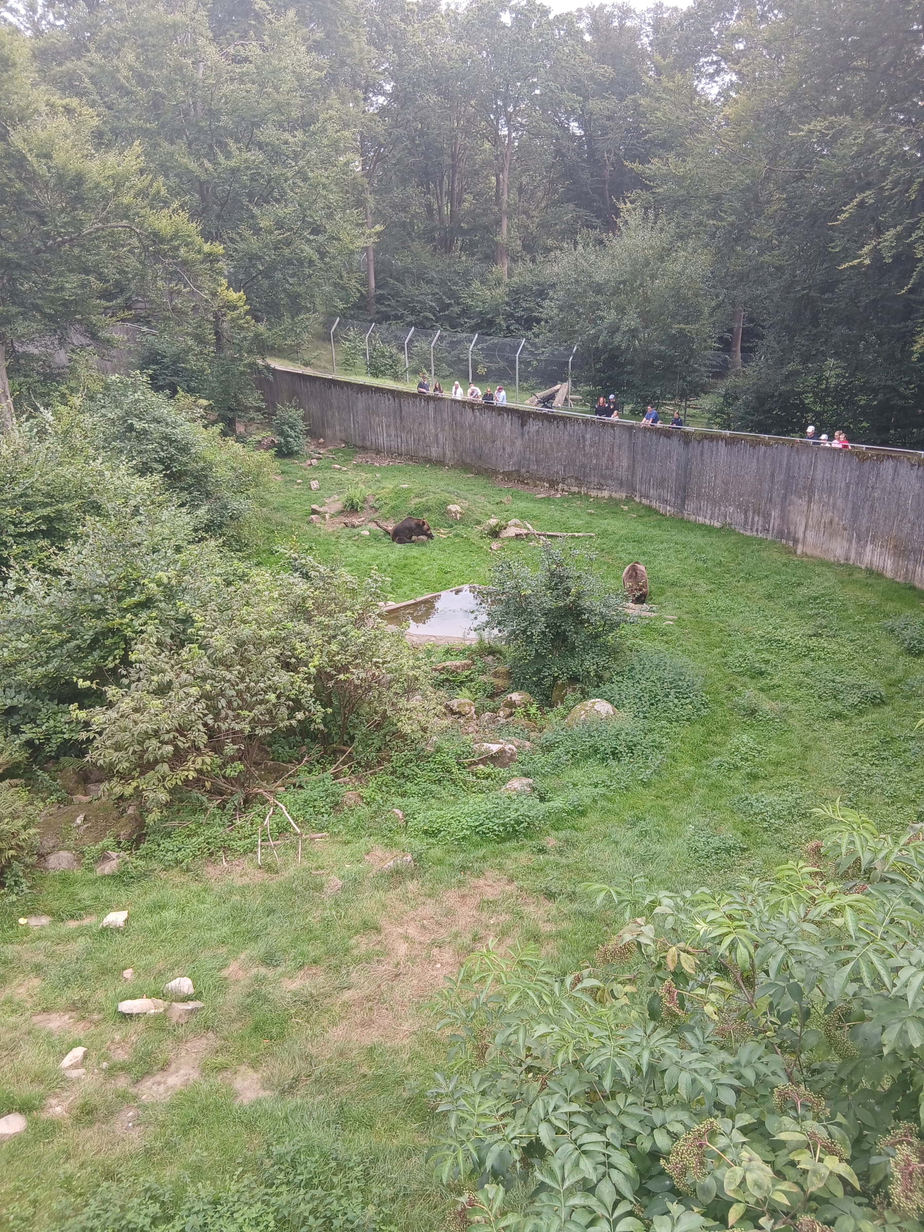 Björnarna på Skånes djurpark! – Photo from Skånes Djurpark by Ermin R. (05/09/2025)