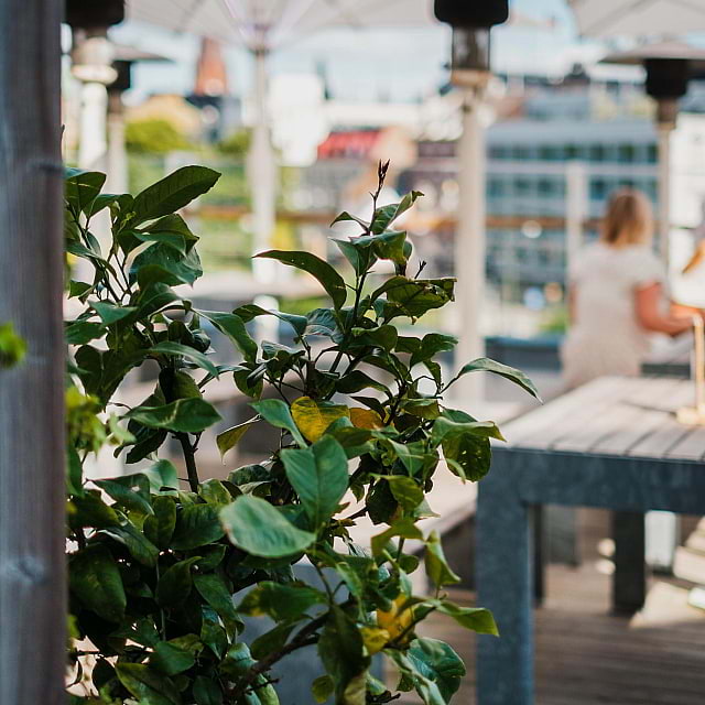 The Terrace