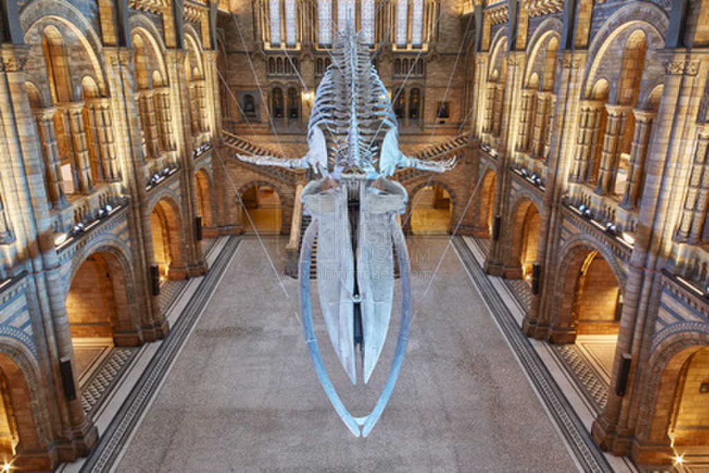 Natural History Museum – London weekend with kids