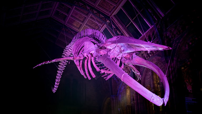 Natural History Museum – Weekend with kids