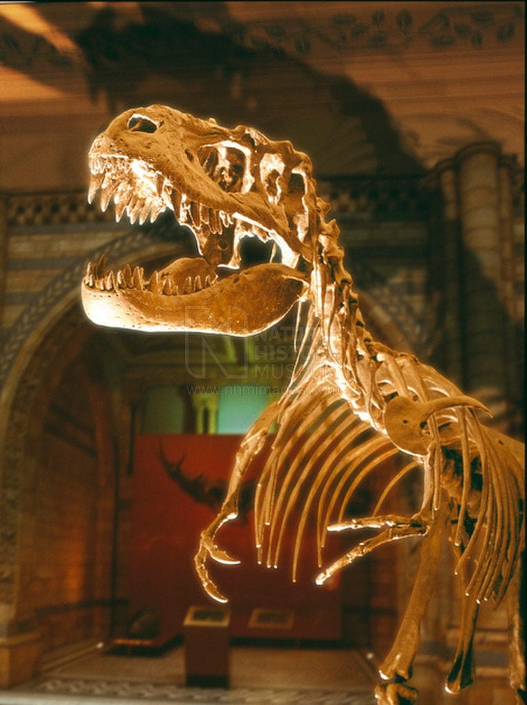 Natural History Museum – Free family activities