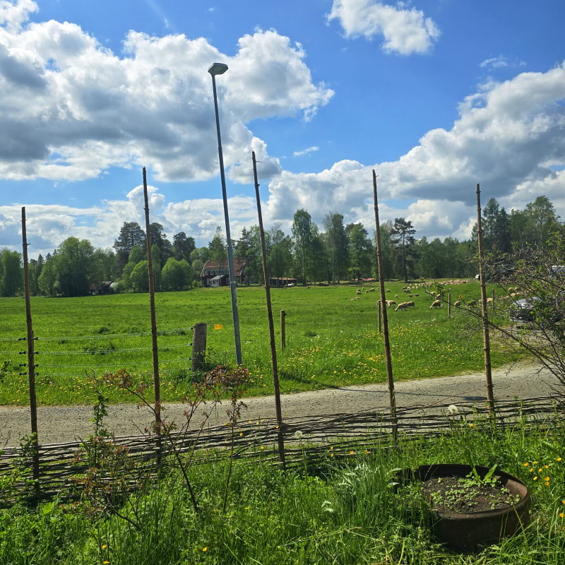 Bild fr&aring;n Bredsj&ouml; Mj&ouml;lkf&aring;r Ostcaf&eacute; & g&aring;rdsmejeri av Cecilia&nbsp;S. (2026-06-11)