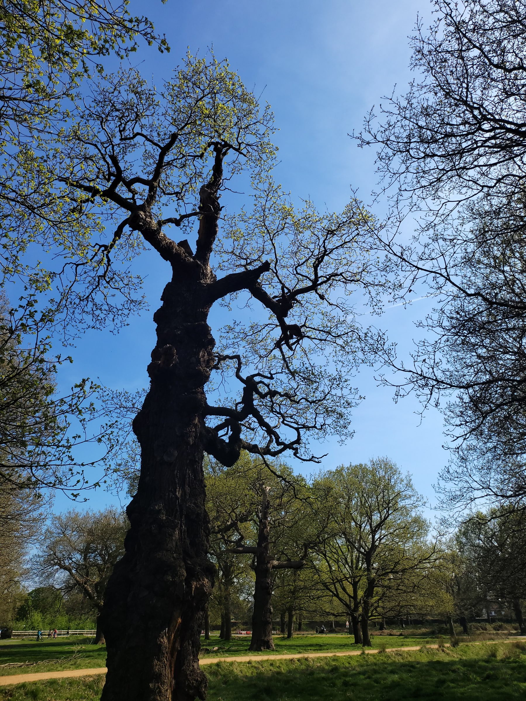 Photo from Richmond Park by Vesna D. (20/09/2022)