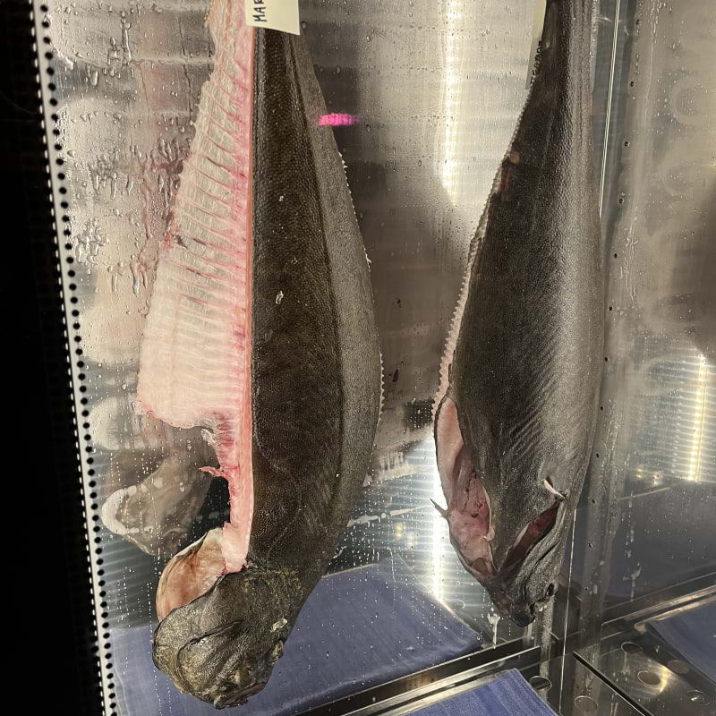 Kylsk&aring;pet h&auml;lleflundra &ndash; Bild fr&aring;n Amalia av Thomas&nbsp;N. (2026-01-23)