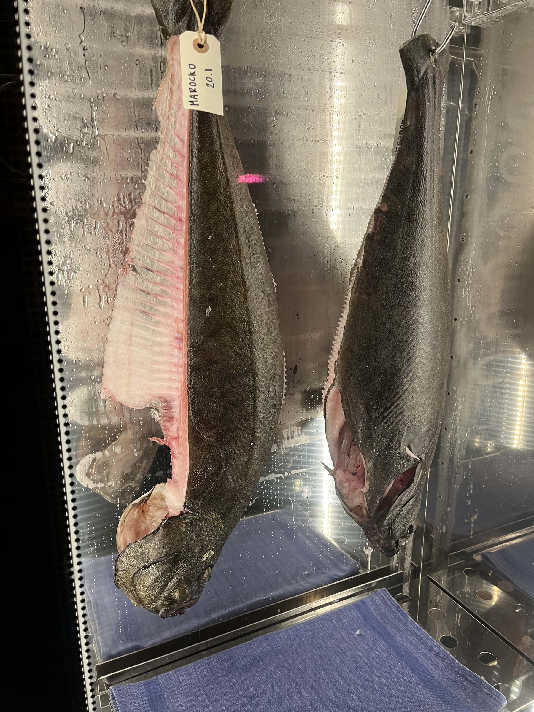 Kylskåpet hälleflundra – Bild från Amalia av Thomas N. (2026-01-23)