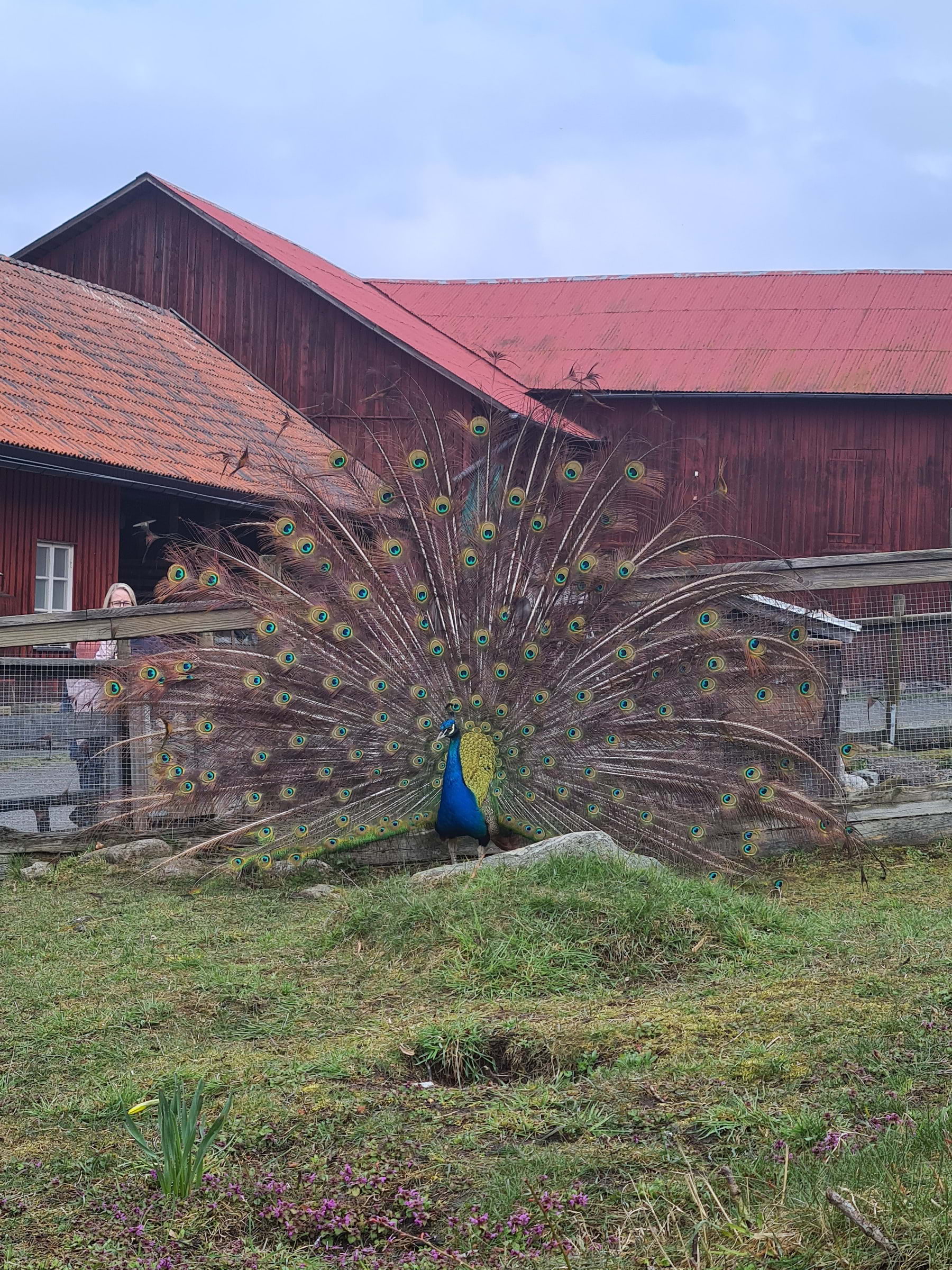 Bild från Elfviks gård av Alexandra D. (2024-04-30)