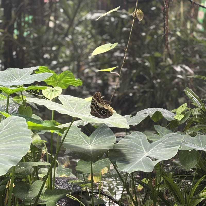 Photo from Fjärilshuset by Catrin M. (05/10/2025)