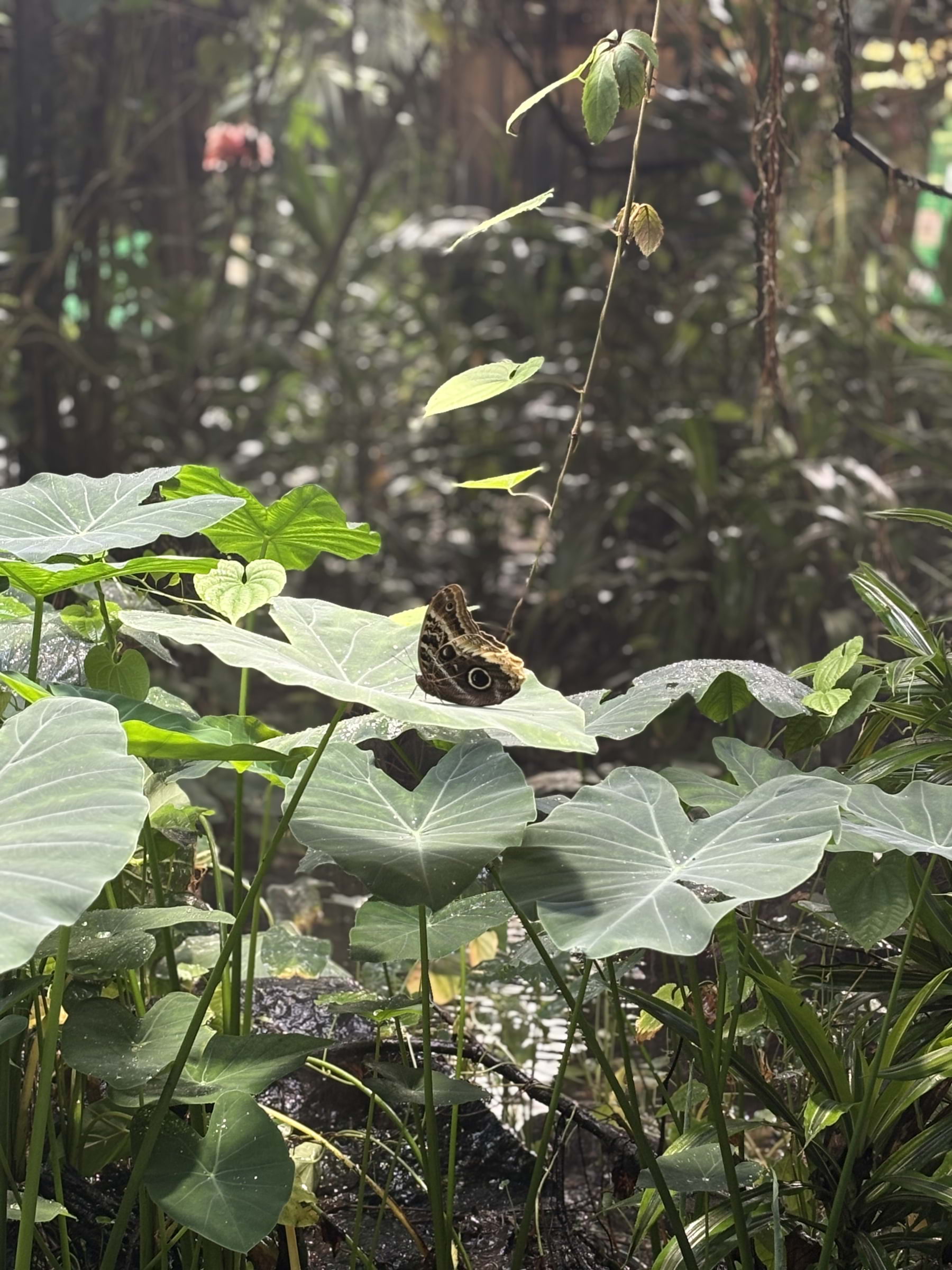 Photo from Fjärilshuset by Catrin M. (05/10/2025)