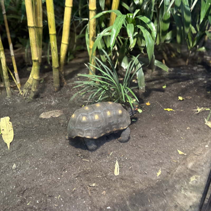 Photo from Fjärilshuset by Catrin M. (05/10/2025)