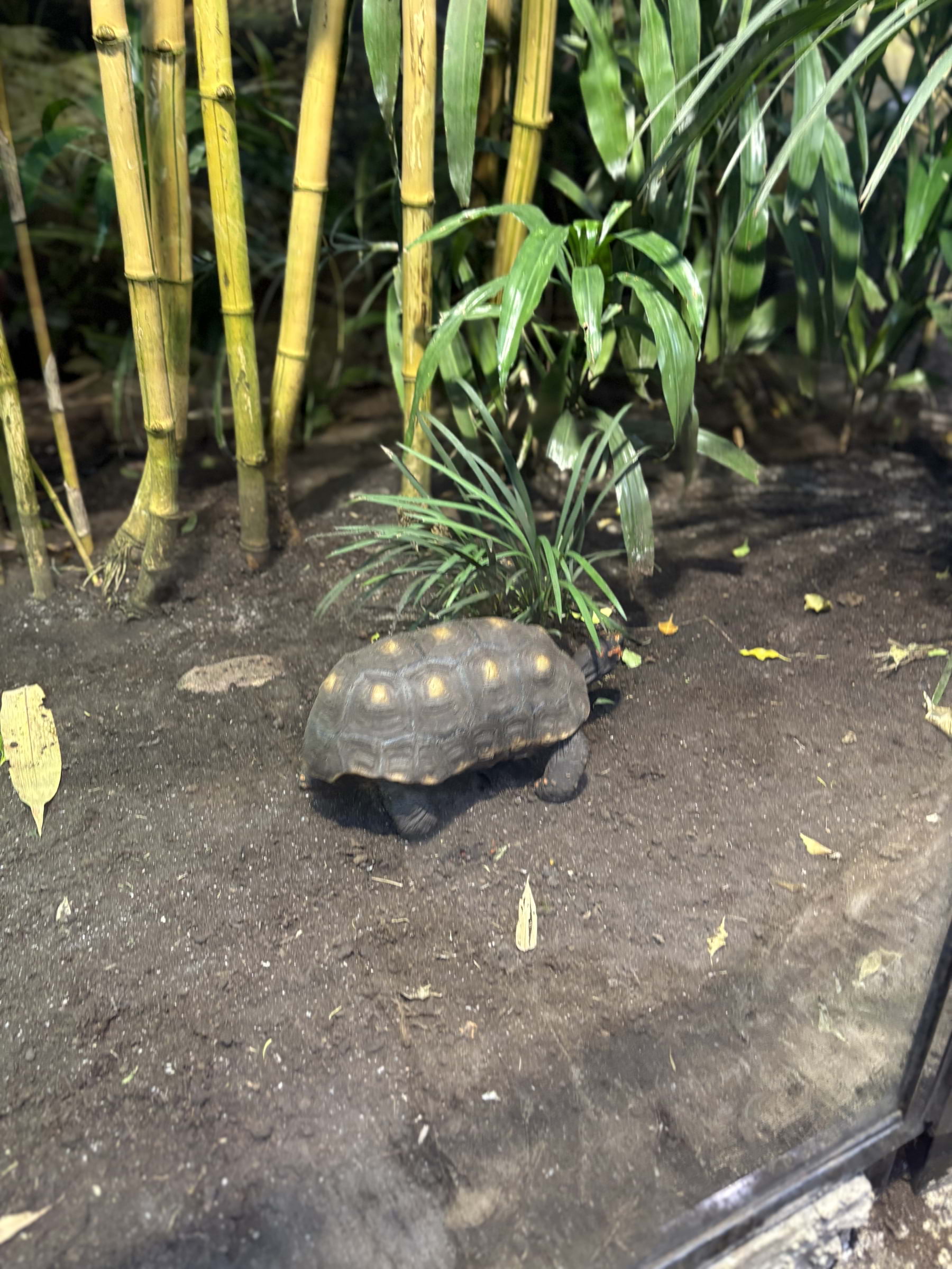 Photo from Fjärilshuset by Catrin M. (05/10/2025)