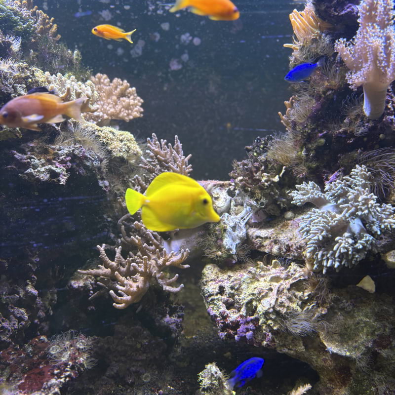 Photo from Fjärilshuset by Catrin M. (05/10/2025)