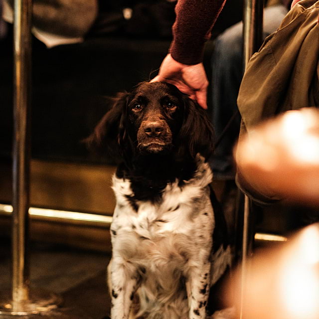 Paraden Kvarterskrog & Barservering