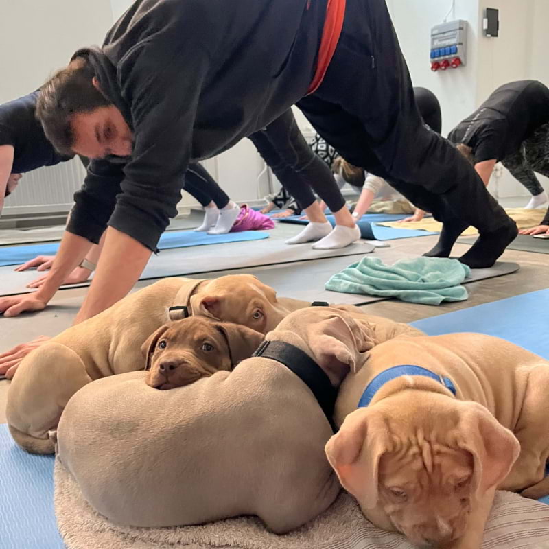 Photo from Puppies & Yoga Stockholm by Karin J. (15/06/2024)