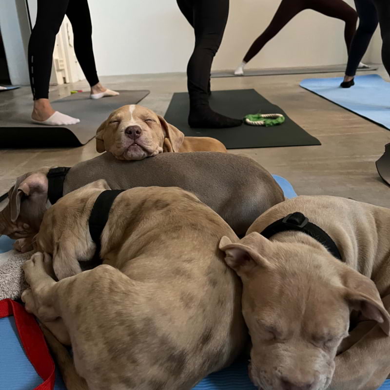 Photo from Puppies & Yoga Stockholm by Karin J. (15/06/2024)