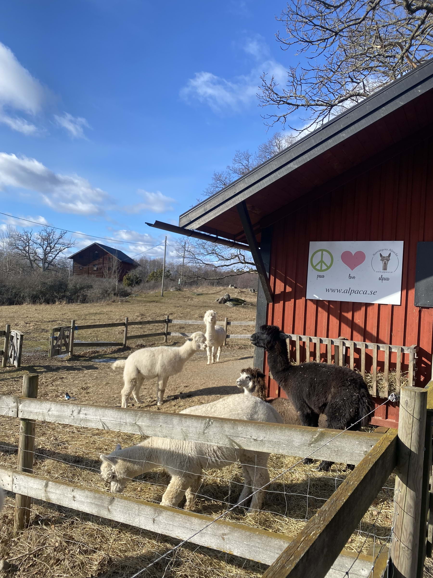 Photo from Siggesta Gård by Hedvig A. (10/12/2024)