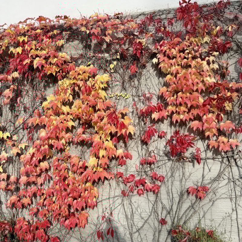 Photo from Thielska galleriet by Hanna T. (17/10/2025)