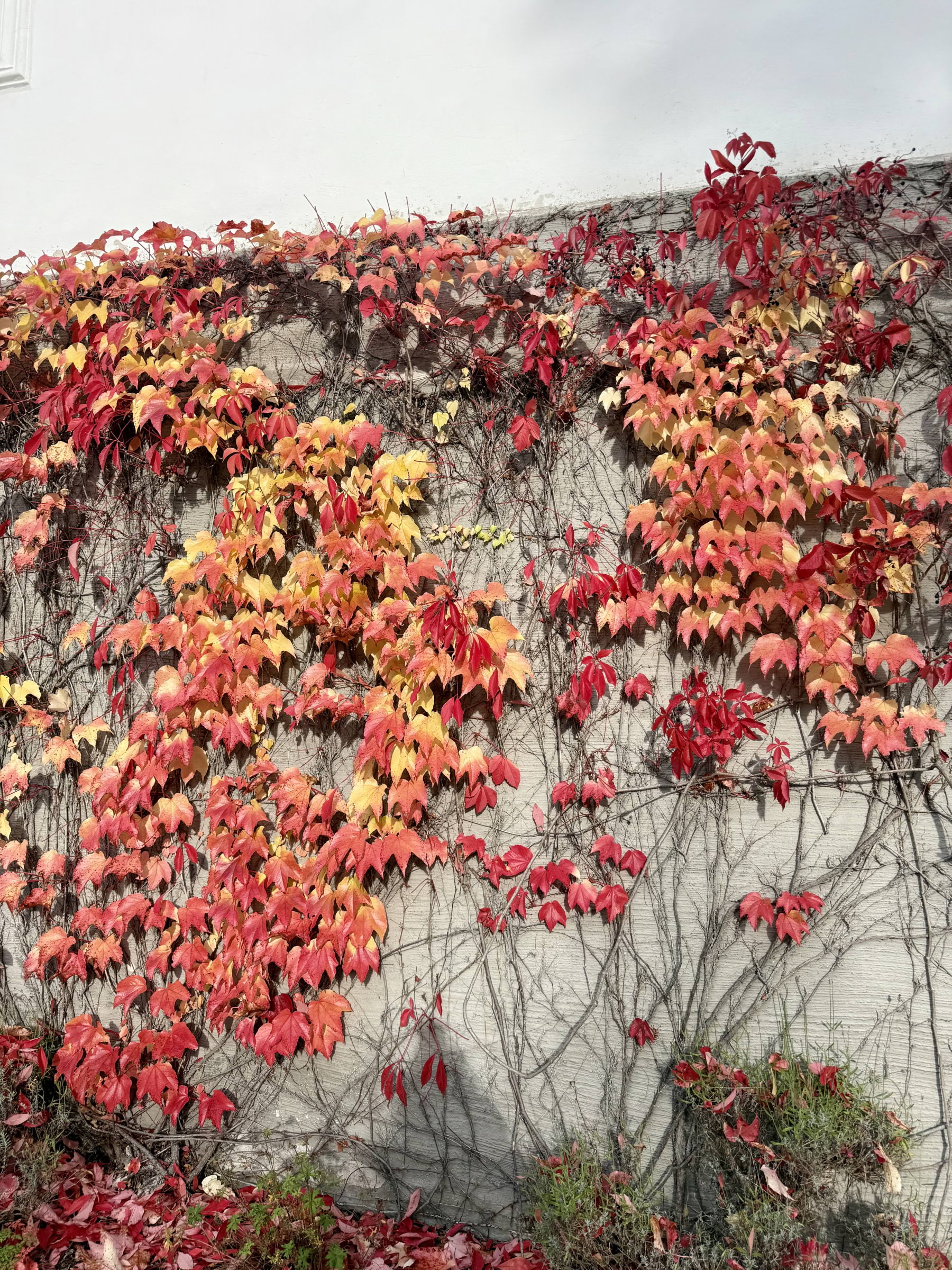 Photo from Thielska galleriet by Hanna T. (17/10/2025)