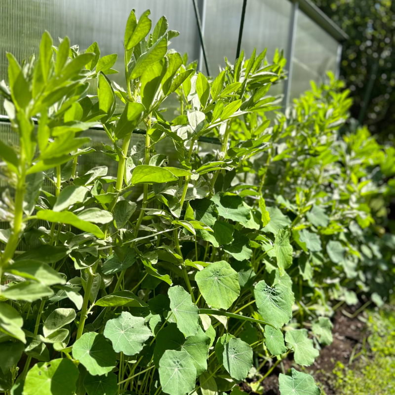 Gr&ouml;nsaksodling  &ndash; Bild fr&aring;n Tr&auml;dg&aring;rdsfika av Malin&nbsp;P. (2023-07-11)