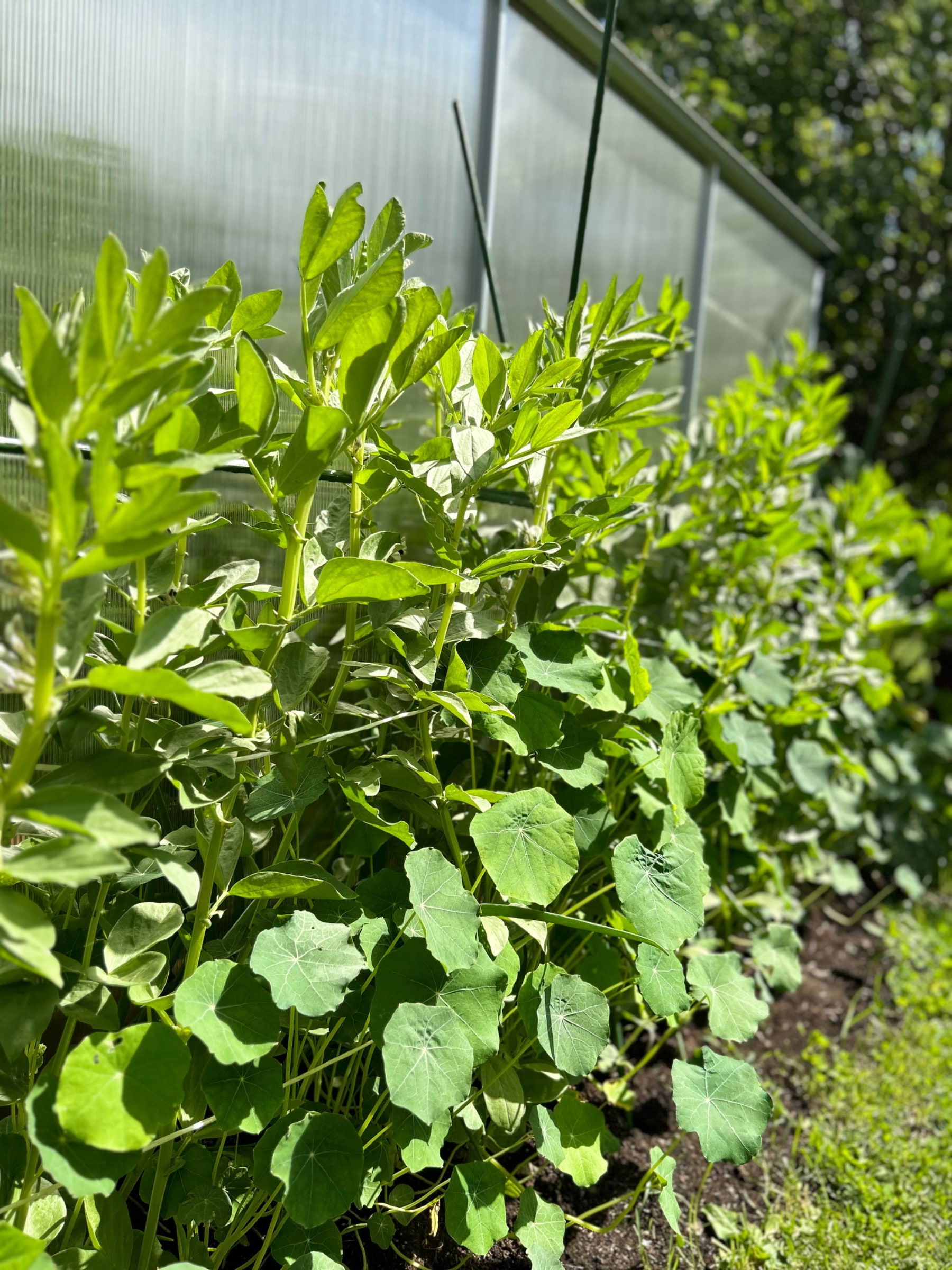 Grönsaksodling  – Bild från Trädgårdsfika av Malin P. (2023-07-11)