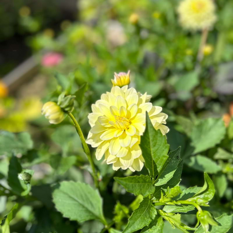 Massor med dahlior &ndash; Bild fr&aring;n Tr&auml;dg&aring;rdsfika av Malin&nbsp;P. (2023-07-11)