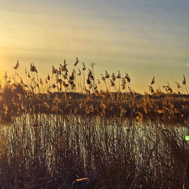 Bild fr&aring;n Oset naturreservat av Cecilia&nbsp;S. (2026-05-01)
