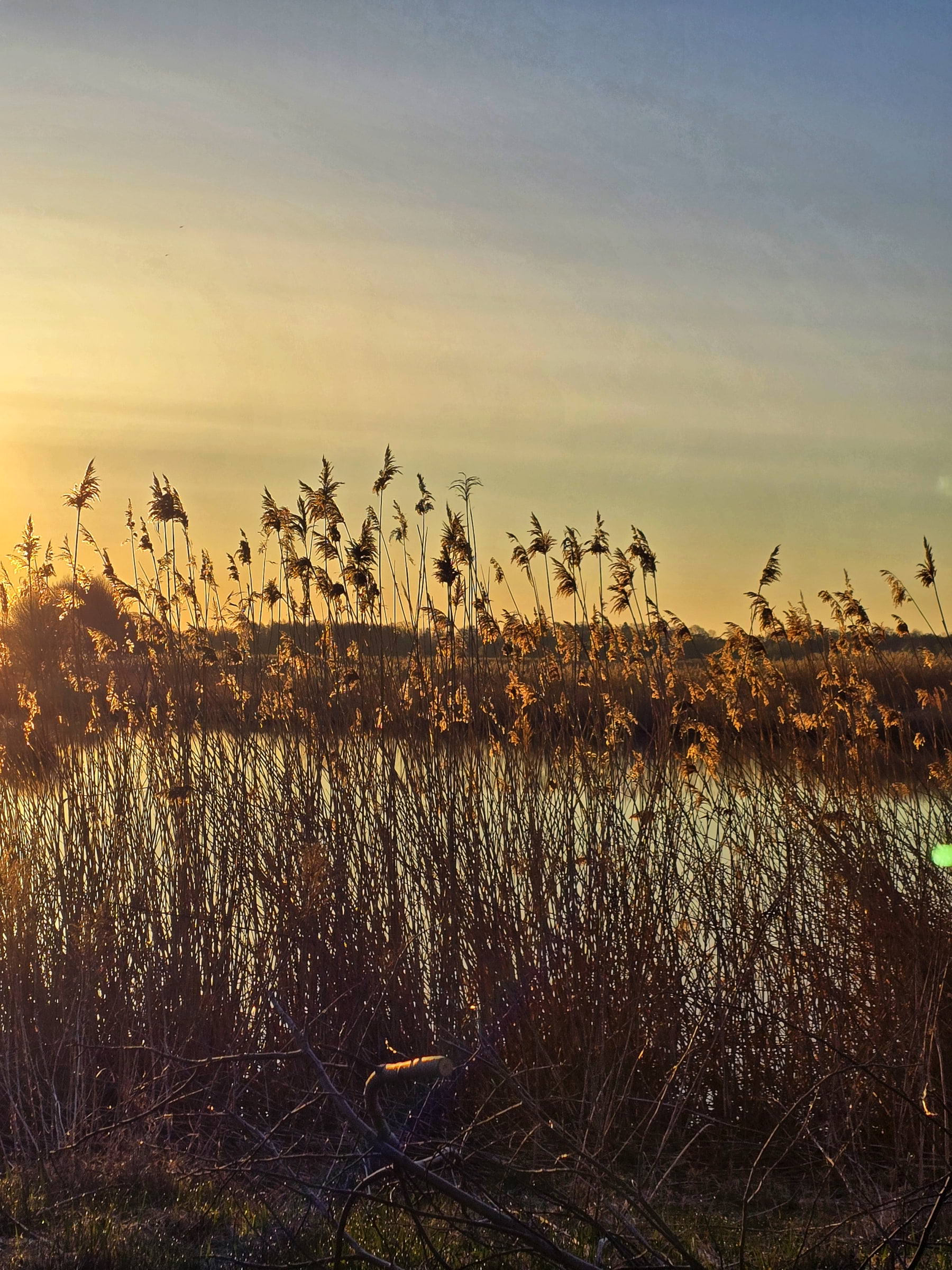 Bild från Oset naturreservat av Cecilia S. (2026-05-01)
