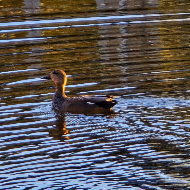 Bild fr&aring;n Oset naturreservat av Cecilia&nbsp;S. (2026-05-01)