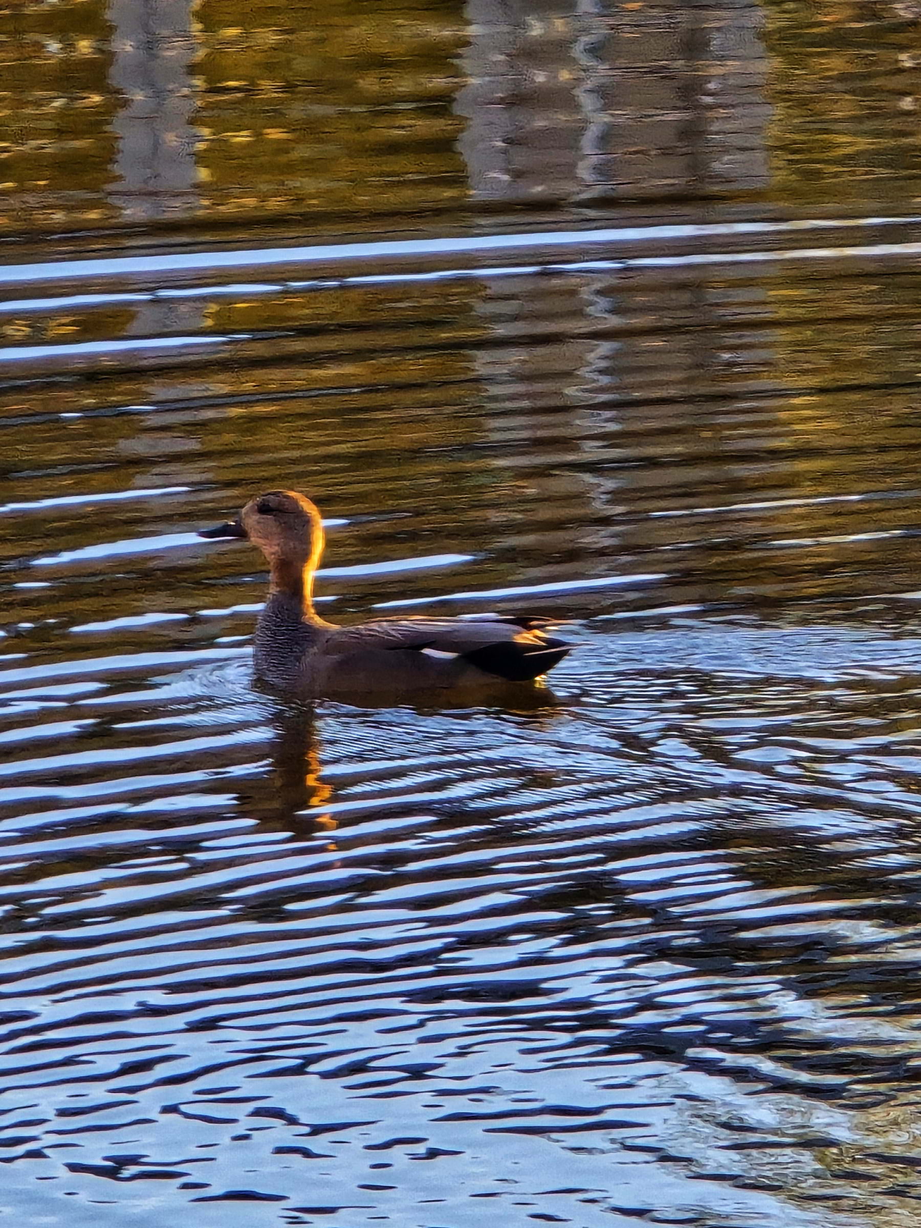 Bild från Oset naturreservat av Cecilia S. (2026-05-01)
