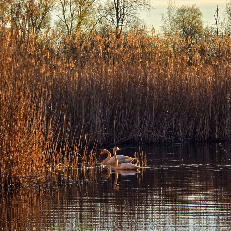 Bild fr&aring;n Oset naturreservat av Cecilia&nbsp;S. (2026-05-01)